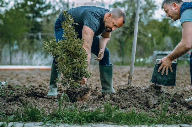 Best Artificial Turf Installation  in Aptos Hills Larkin Valley, CA